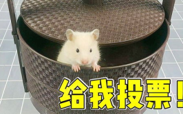 一摸仓鼠仓鼠就叫怎么办视频讲解一下,避免摸它就叫的温馨指南